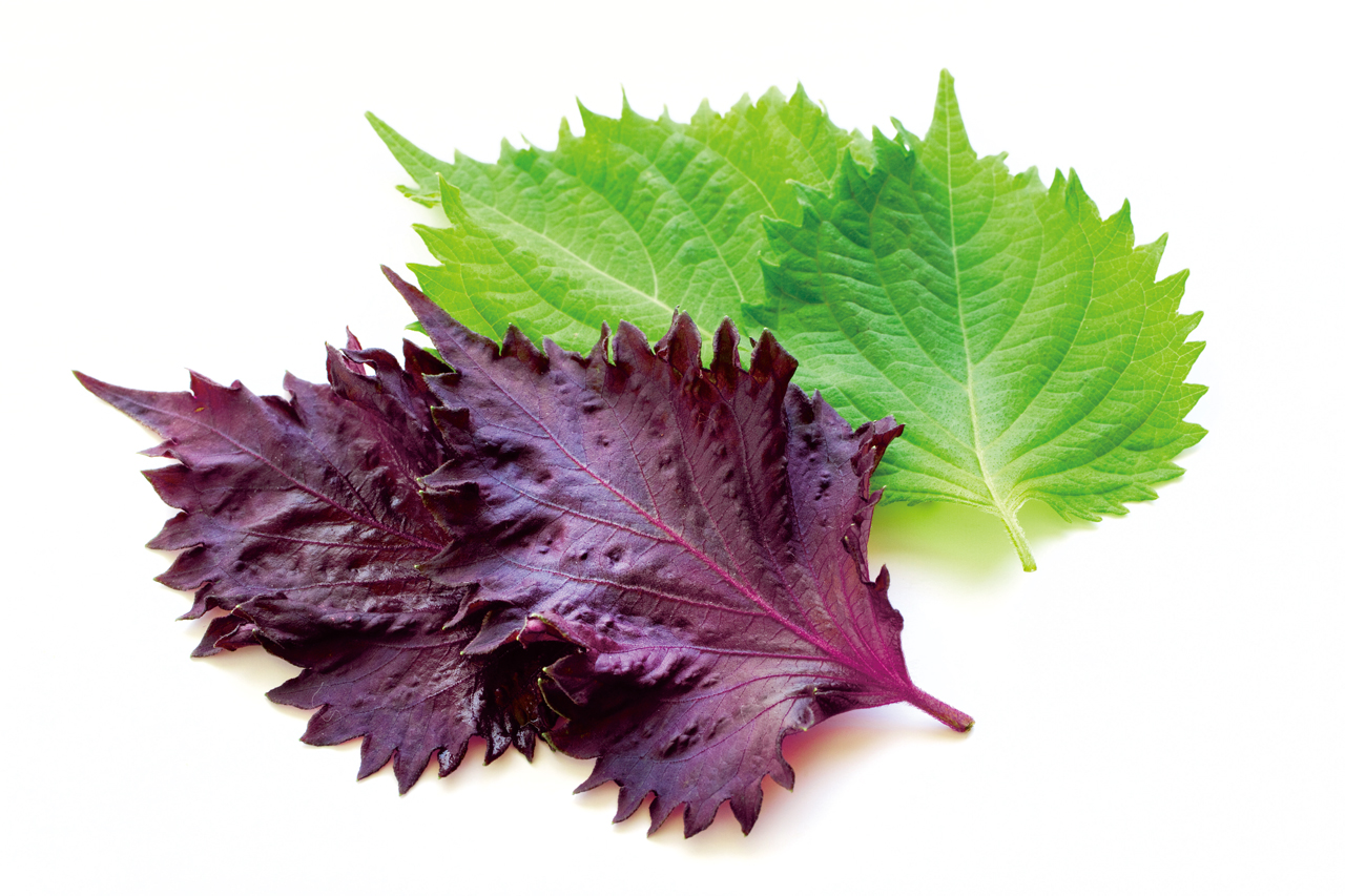 紫蘇是少見藥、食兩用的經濟植物，顏色有原本的紫色與變種的綠色紫蘇。Adobe Stock