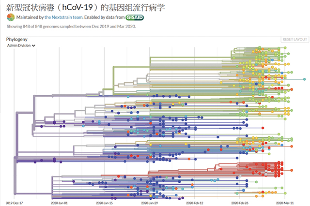 國際病毒基因庫網站（GISAID）每天更新新冠病毒的進化樹。到3月20日為止，從世界各國採集到848個病毒樣本，該進化樹顯示，所有的新冠病毒的共同祖先都是武漢新冠病毒。網路擷圖