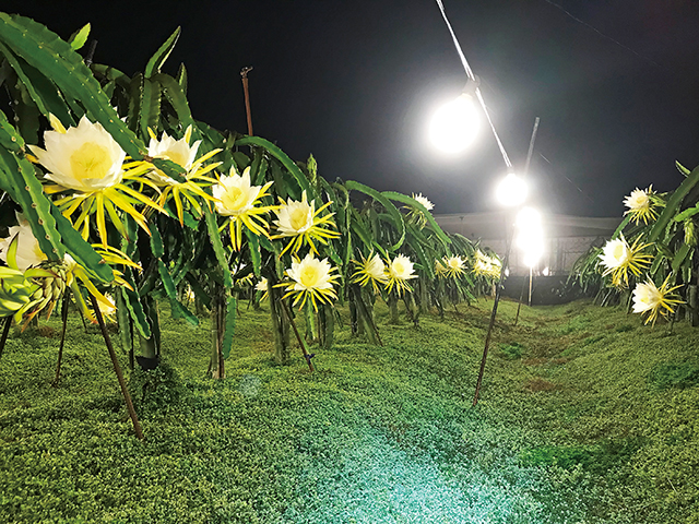 火龍果利用「夜間燈照技術」進行產期調節，圖為火龍果白花。儒園鮮果提供