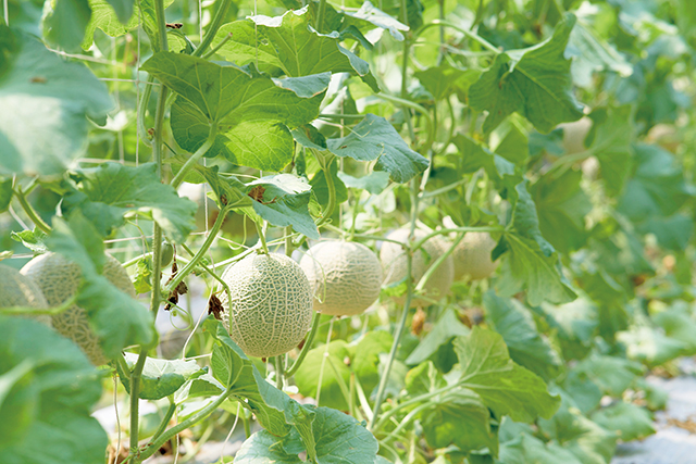 採「一株一果」溫室栽培的網紋洋香瓜。黃昱攝影