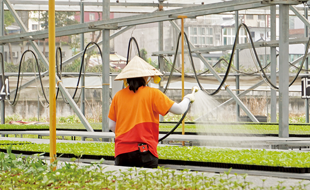 業界說「澆水學三年」，澆水的技巧決定了蔬菜苗的好壞。