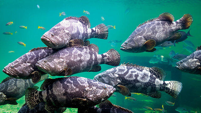 石斑魚為海水養殖魚種，養殖技術困難。Adobe Stock