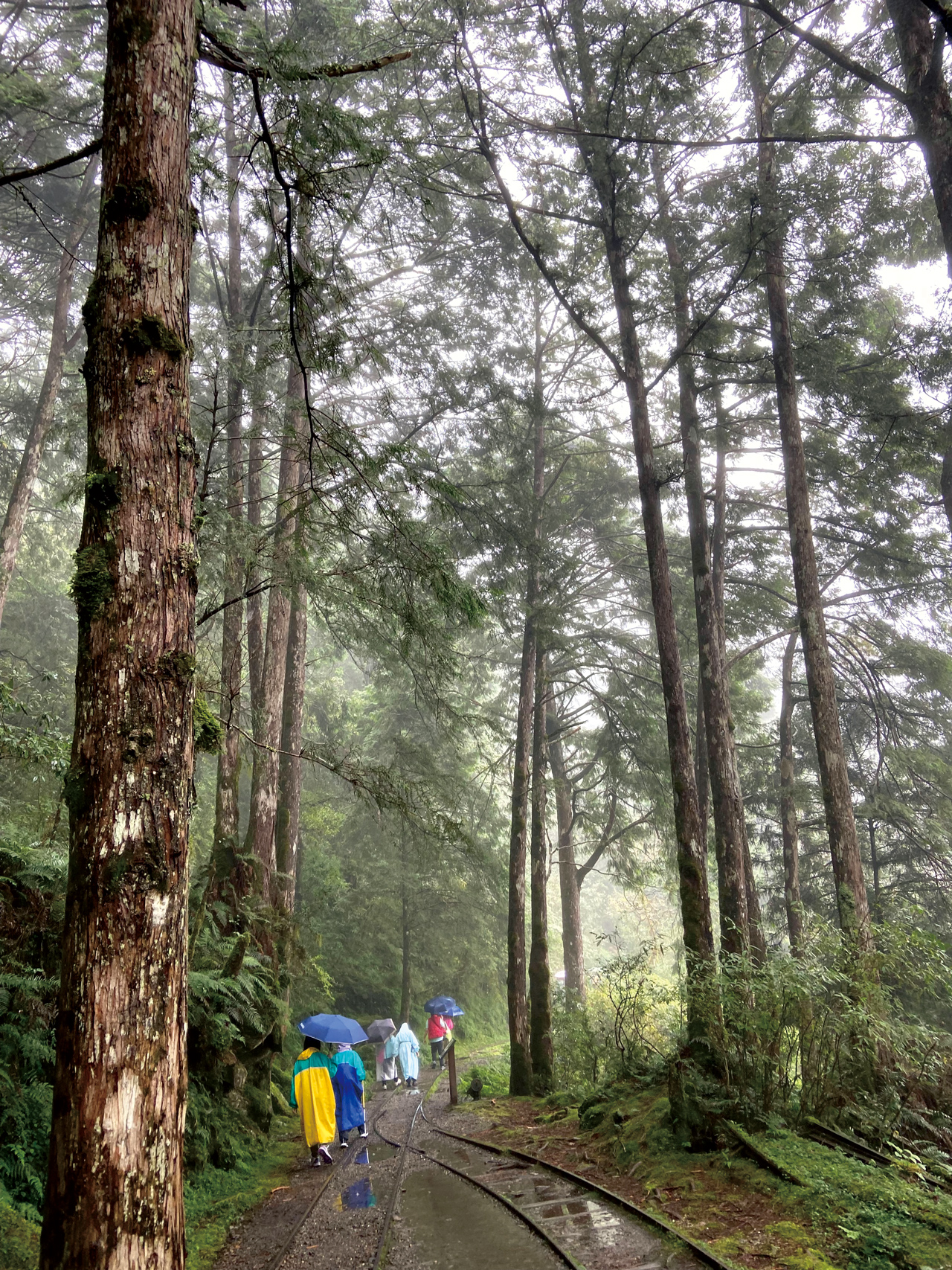 走在古樸恬淡的森林祕境，置身於雲霧山巔，心緒澄靜、煩惱皆拋。