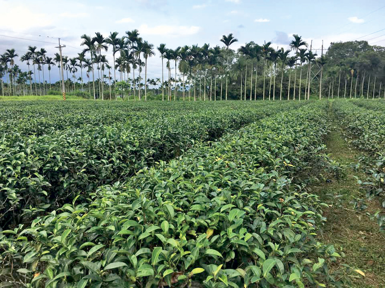 務農是看天吃飯的行業，做茶非常辛苦。富源茶莊能夠堅持「有機」更不容易。富源茶莊臉書擷圖