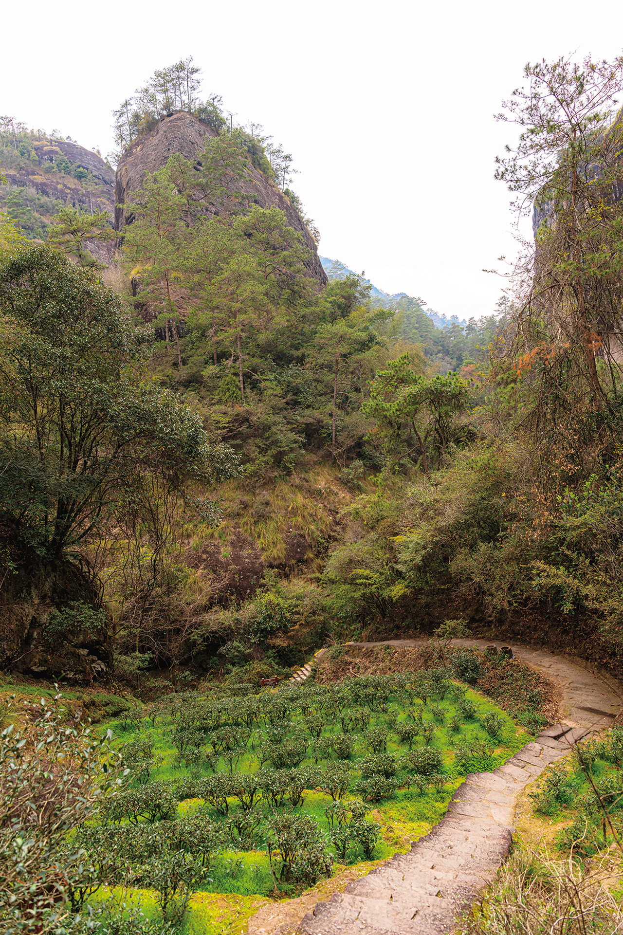 正岩茶產自武夷山的中心地帶，茶樹多生長在石隙、岩凹中或岩坑谷間。Adobe Stock