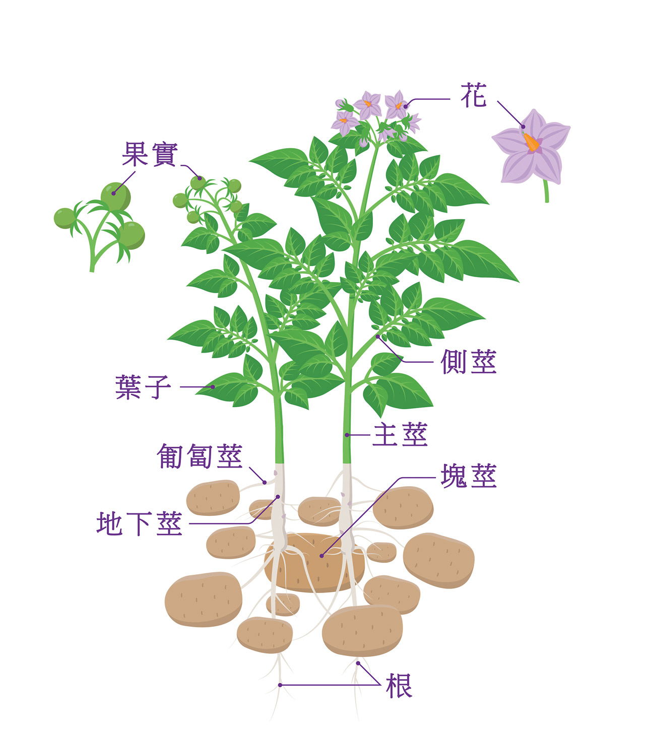 我們食用的馬鈴薯為其植株的地下「塊莖」部位。