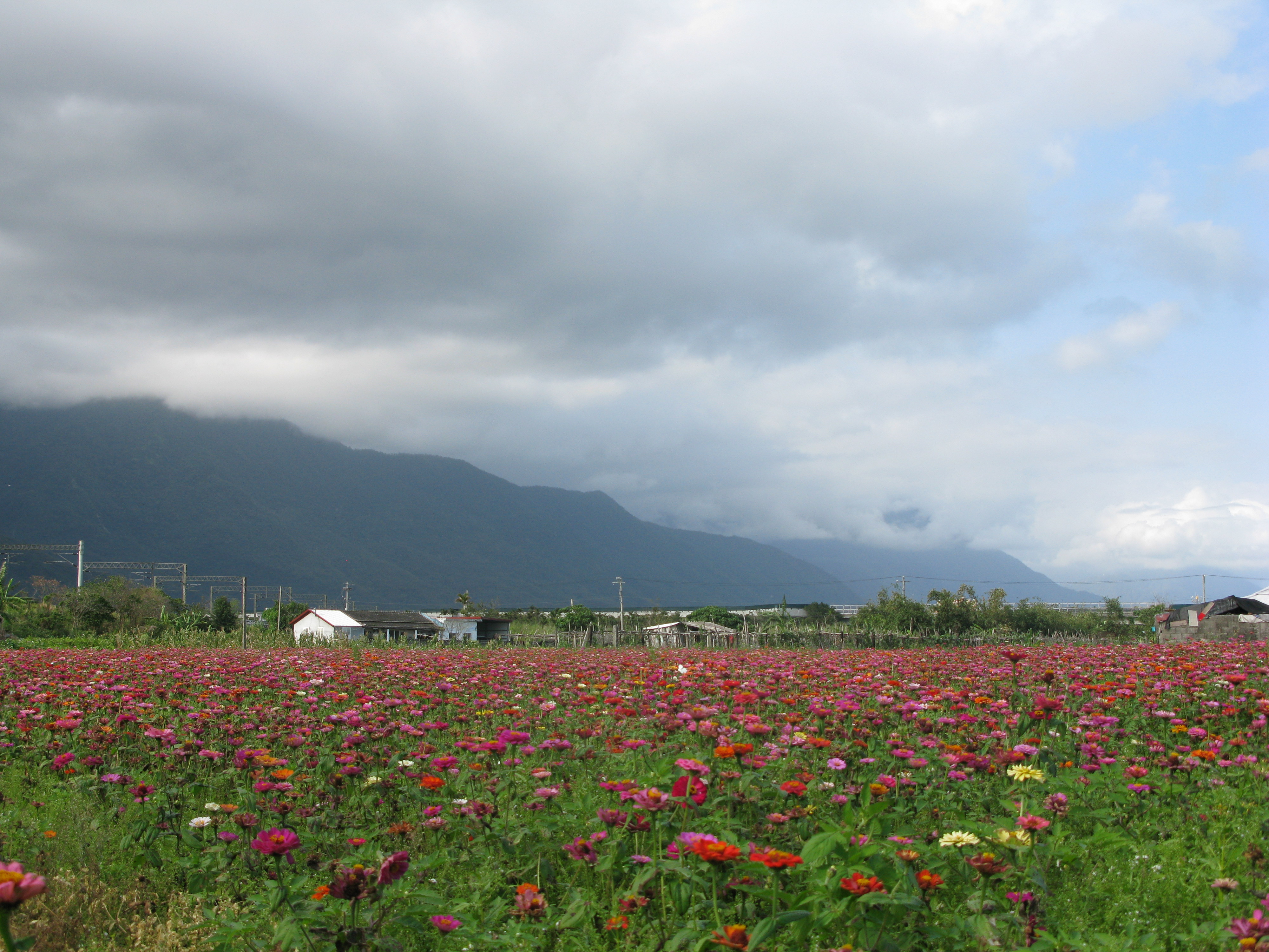 絢麗多姿、色彩繽紛的波斯菊花海。