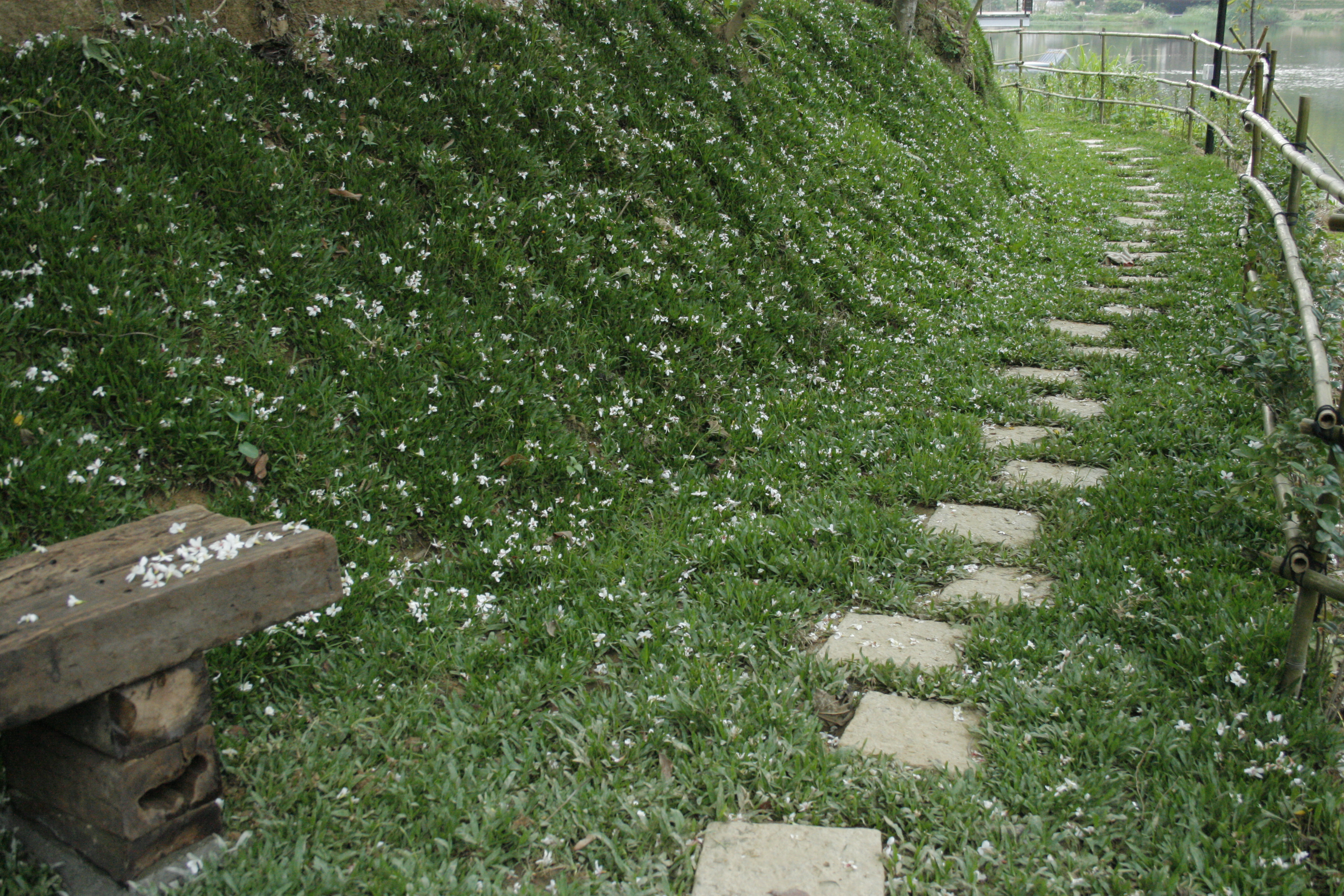 桐花树下漫步或小憩，体会夏日「雪片纷飞」的悸动，别有一番滋味。