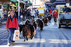 農家少年領著當地特有的黑白羊通過班霍夫大街，吸引不少目光。