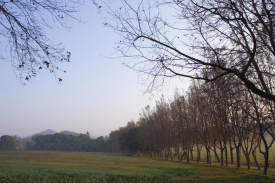 大片草原在楓樹與遠山的襯托下，宛如北歐風光。